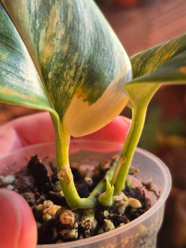 Scindapsus 'Treubii Moonlight' Var. #STMV0701