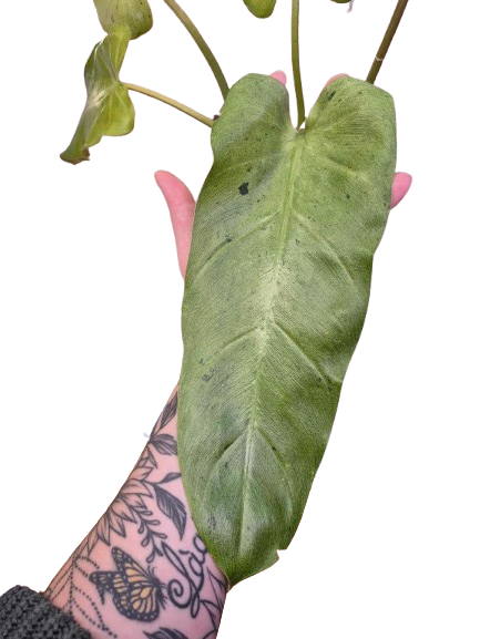 Philodendron 'Whipple Way' Mint #01