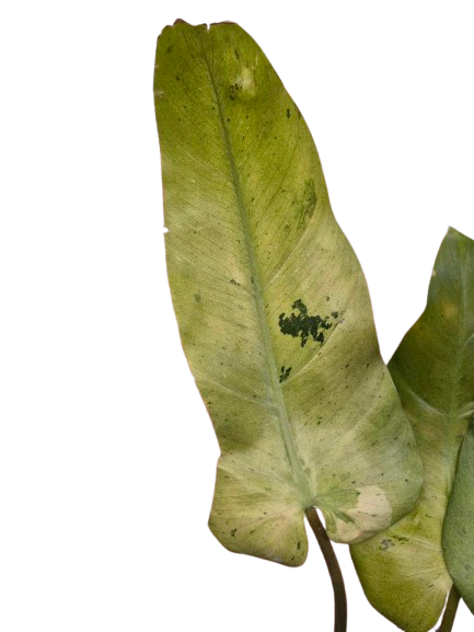 Philodendron 'Whipple Way' Mint #01