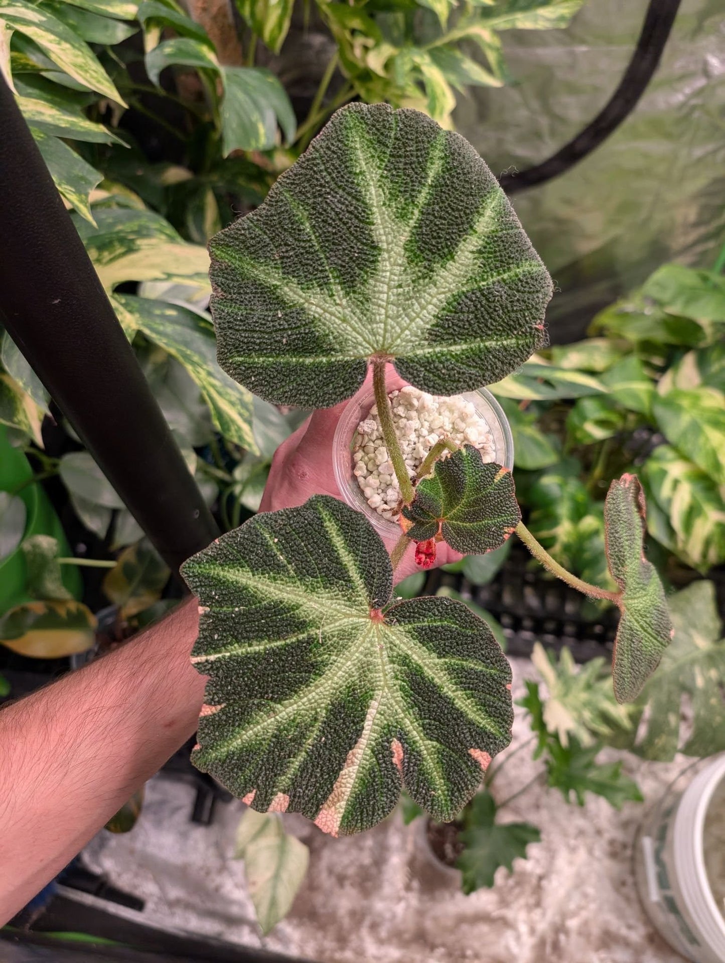 Begonia 'Solimutata' Var
