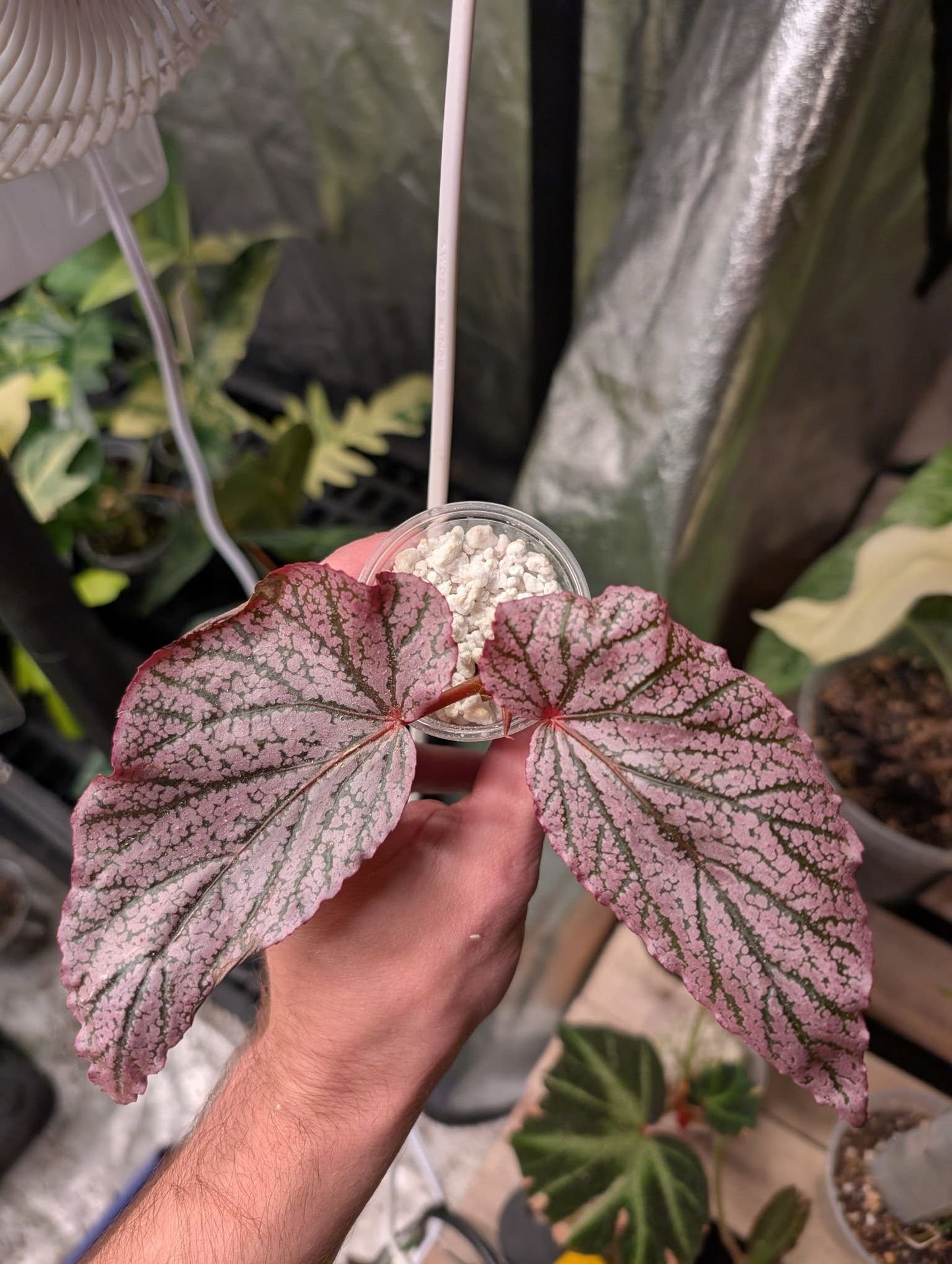 Begonia 'Red Berry' Var