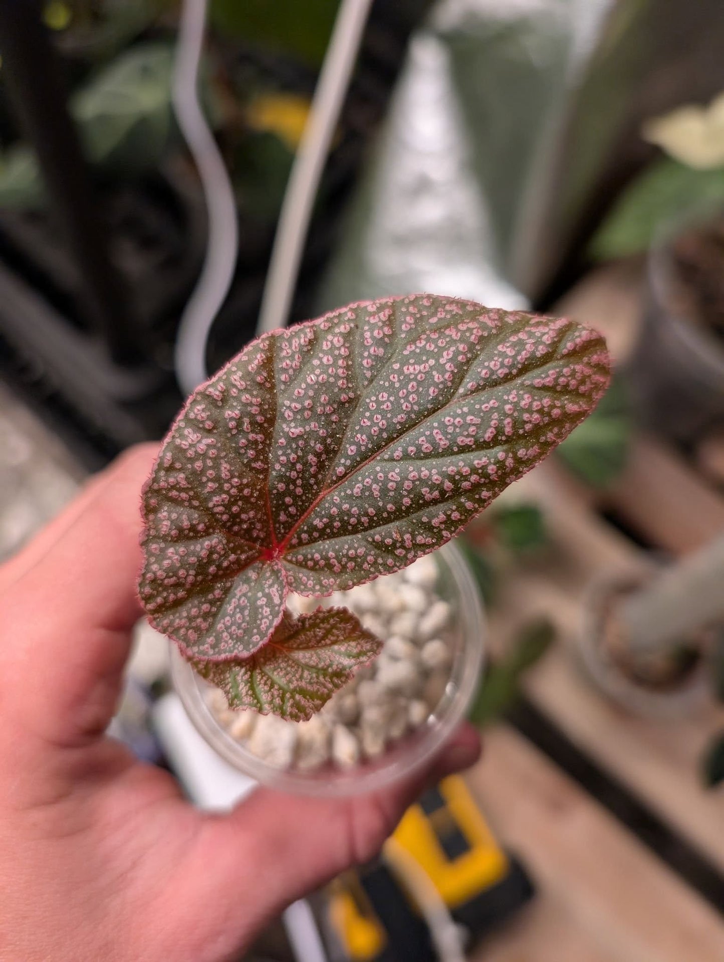 Begonia 'U062'