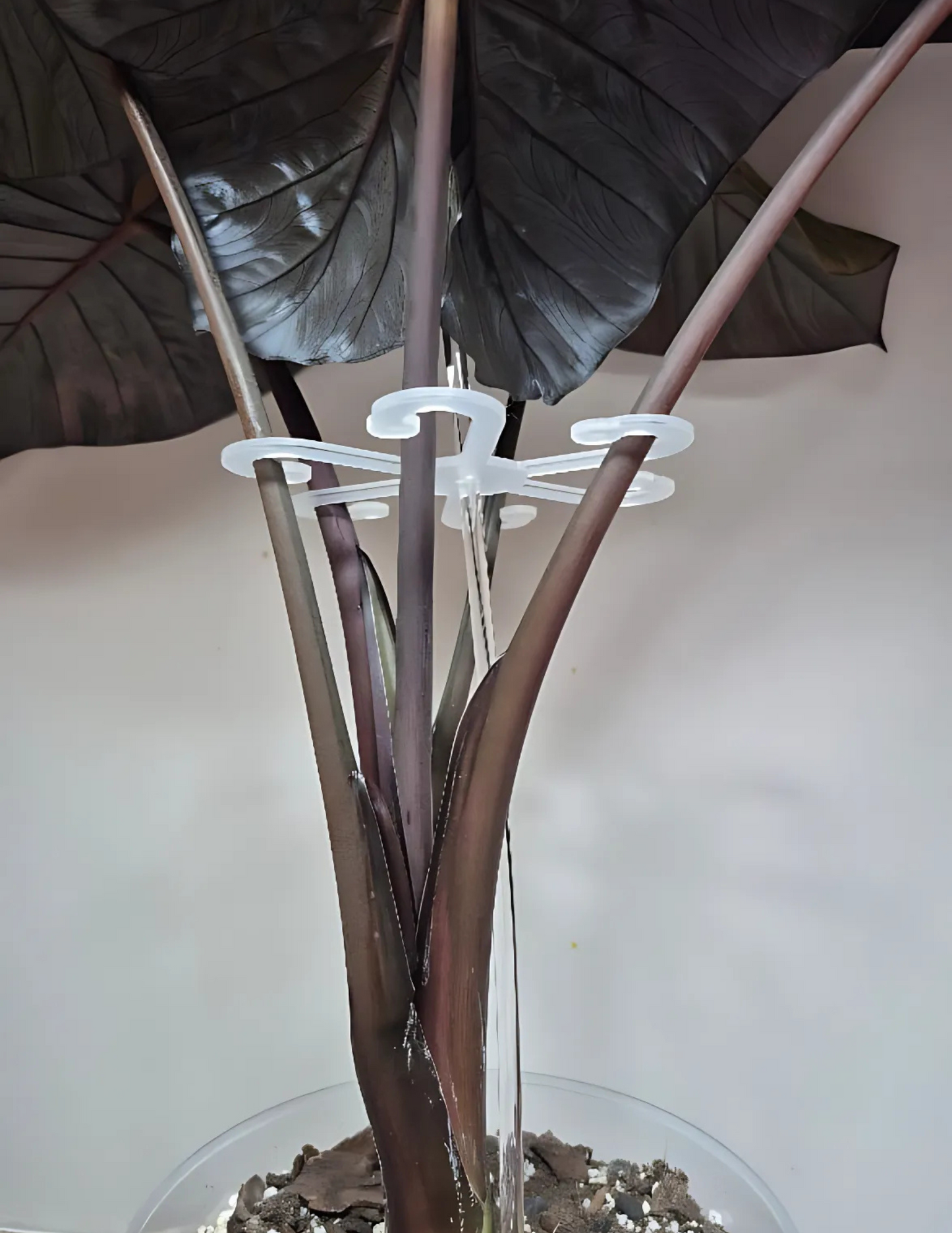Tuteur 'Octopus' (Alocasia)