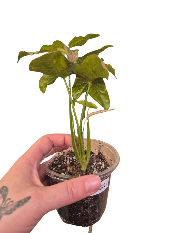 Syngonium ' Pink Pastel' #01