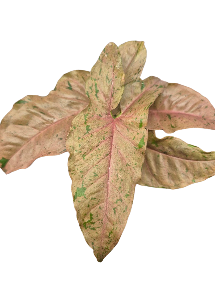 Syngonium ' Pink Pastel' #01