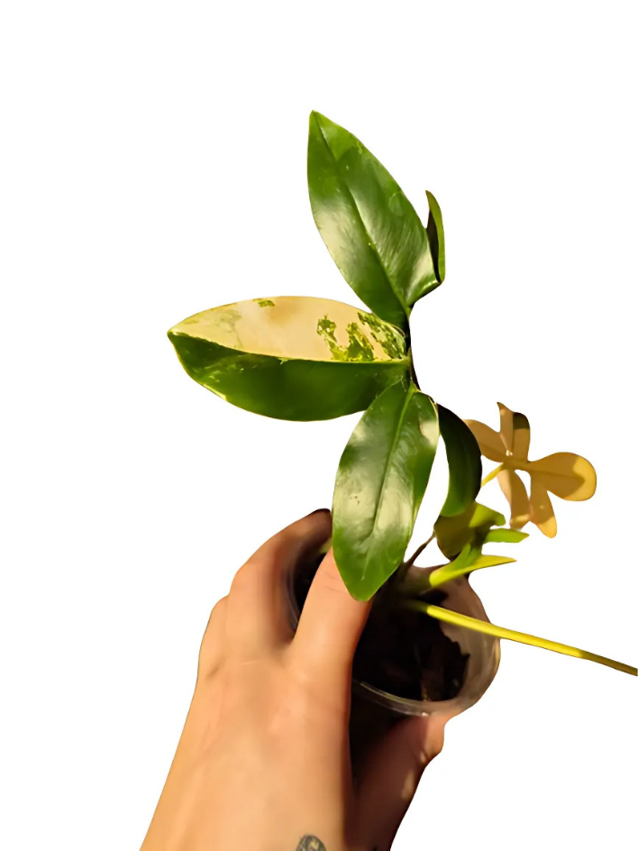 Philodendron 'Goeldii' Variegated #01