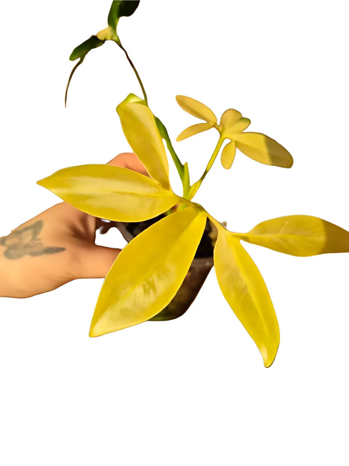 Philodendron 'Goeldii' Variegated #01