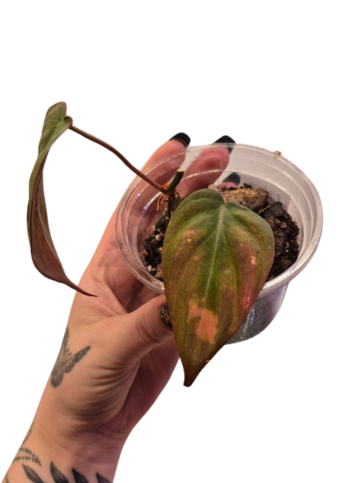 Philodendron 'Micans Mint' #01