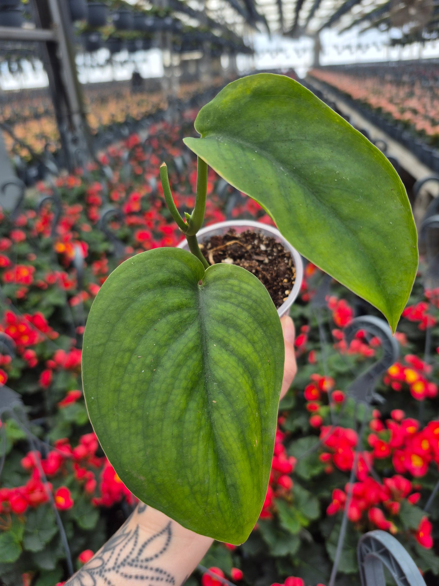 Scindapsus Jade Satin Revert. #SJSR2