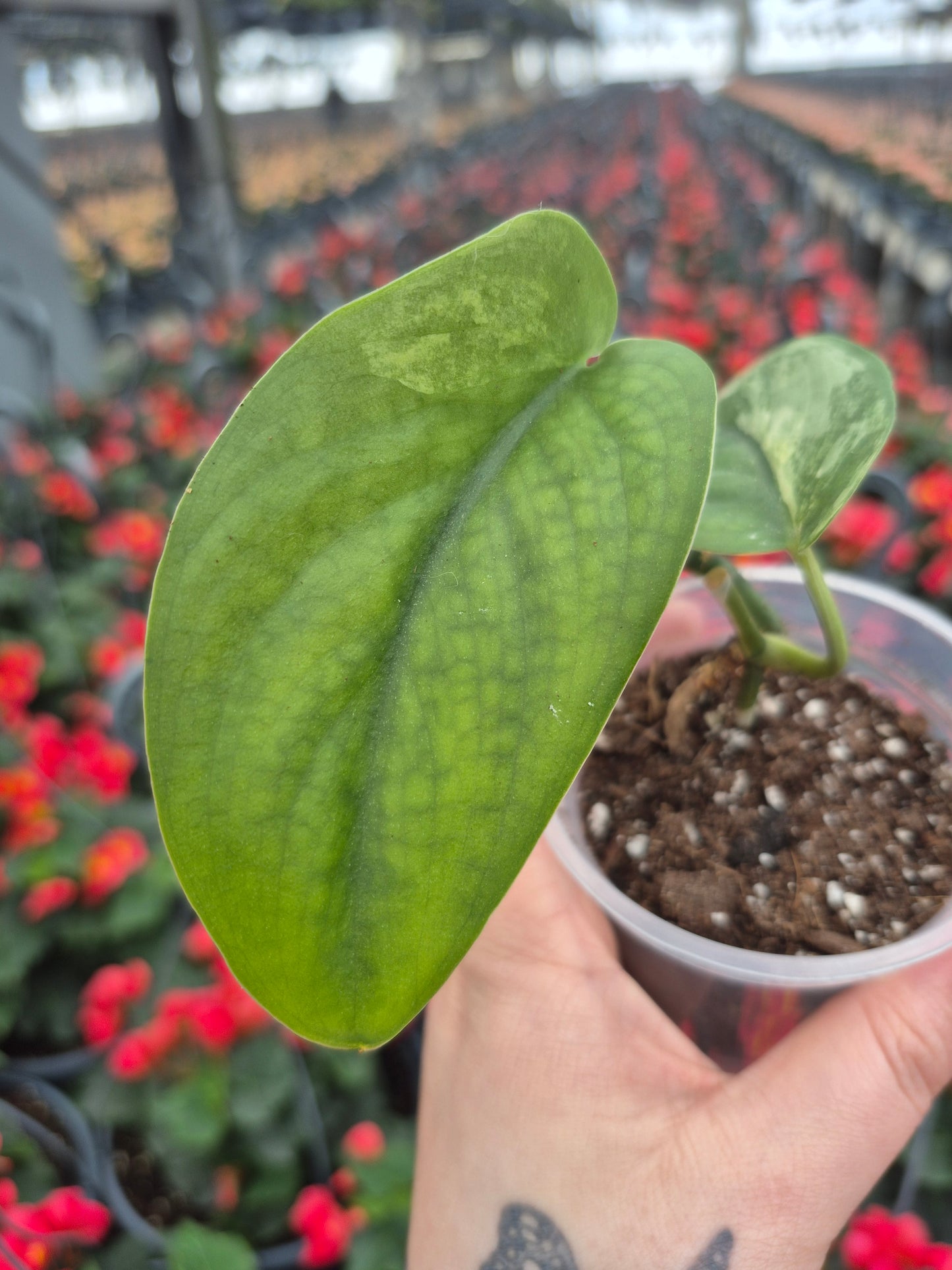 Scindapsus Jade Satin Var. #SJS15