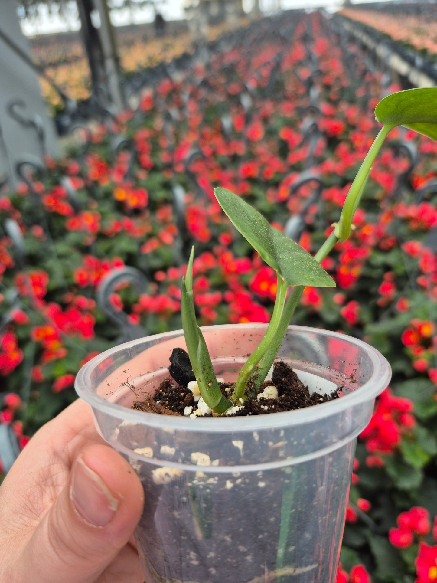 Scindapsus Jade Satin Revert. #SJSR1