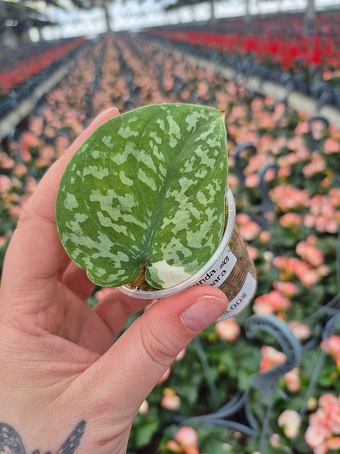 Scindapsus Simbara #01