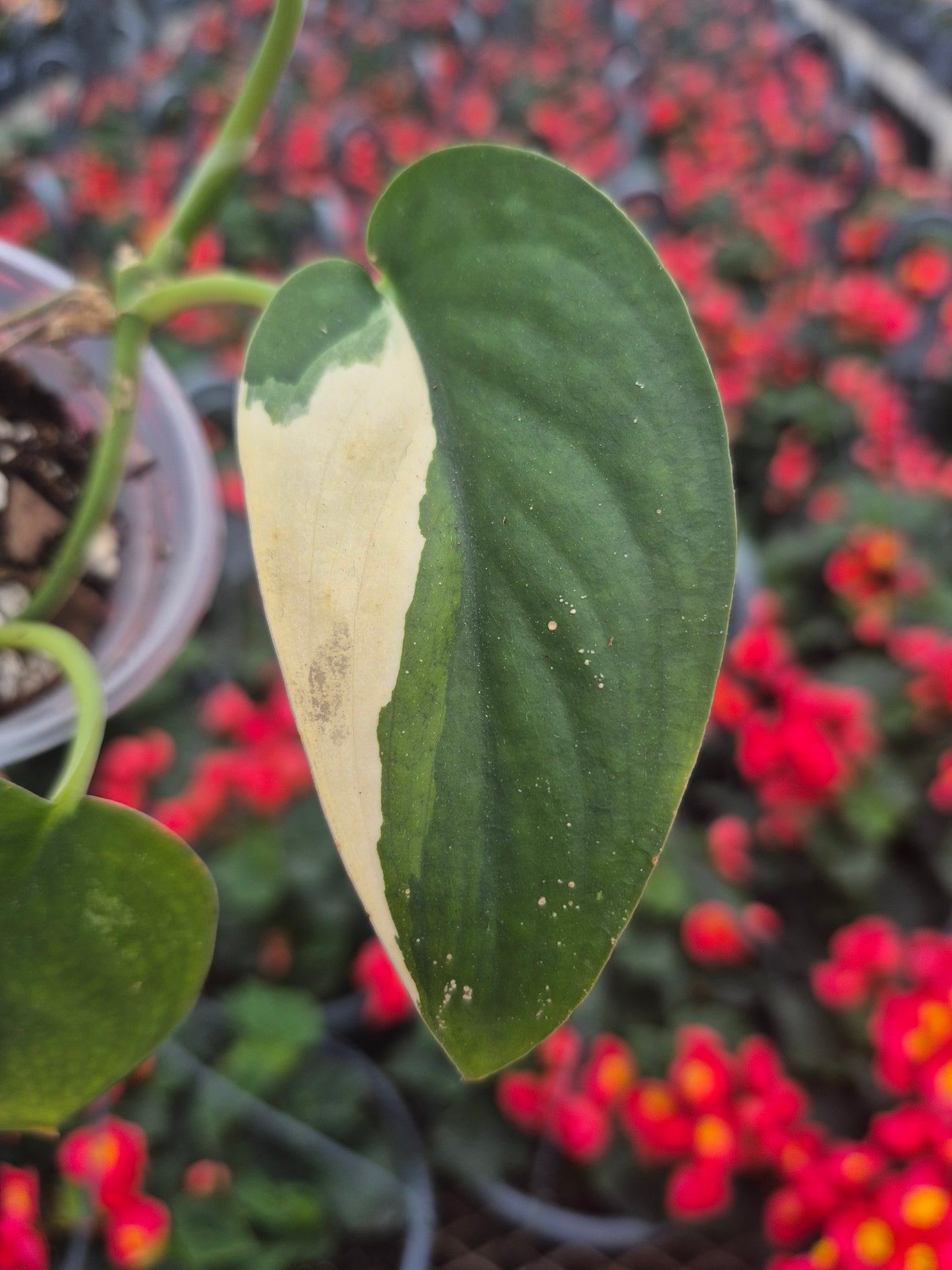 Scindapsus Jade Satin Var. #SJS13