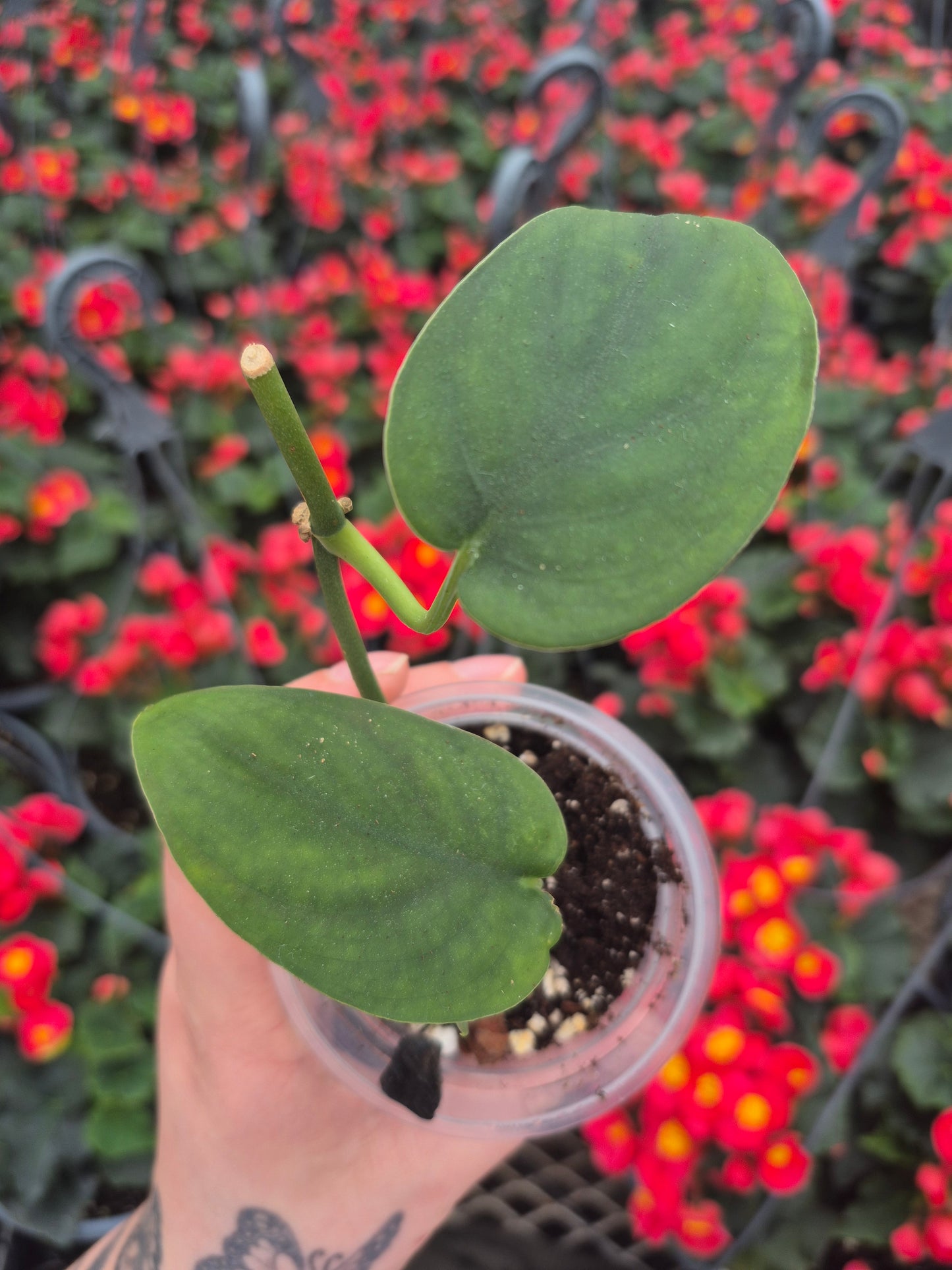 Scindapsus Jade Satin Revert. #SJSR1