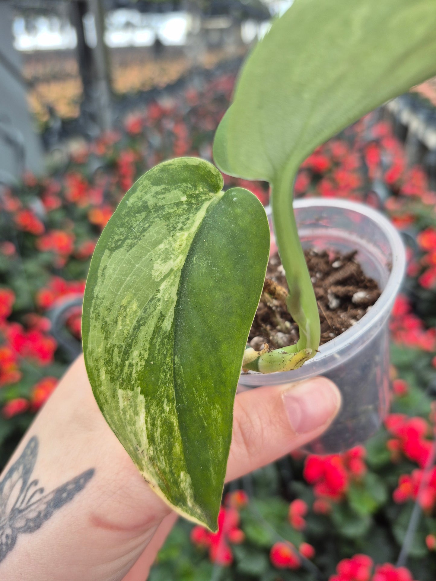 Scindapsus Jade Satin Var. #SJS15