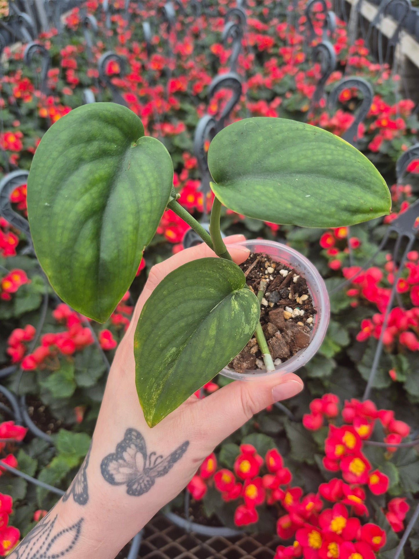 Scindapsus Jade Satin Var. #SJS14