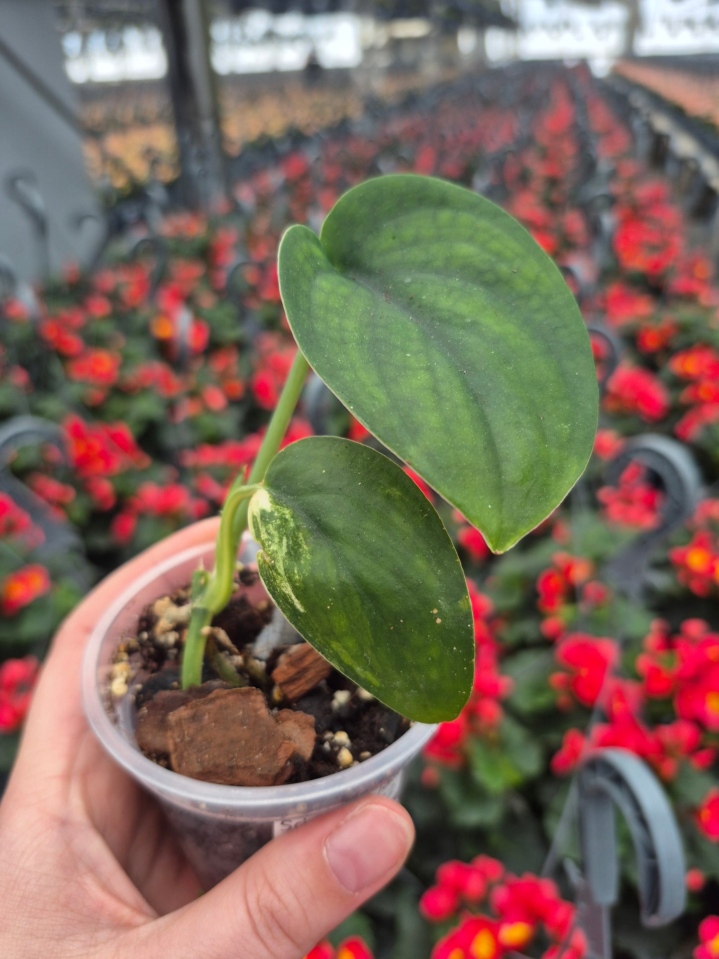 Scindapsus Jade Satin Var. #SJS12