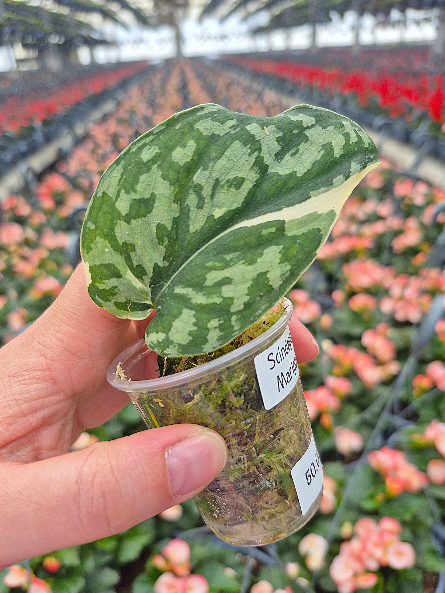 Scindapsus Mariposa #01