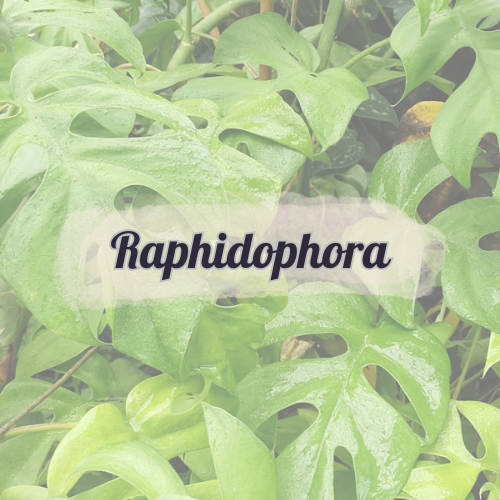 Raphidophoras