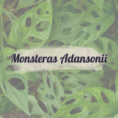 Monstera Adansonii