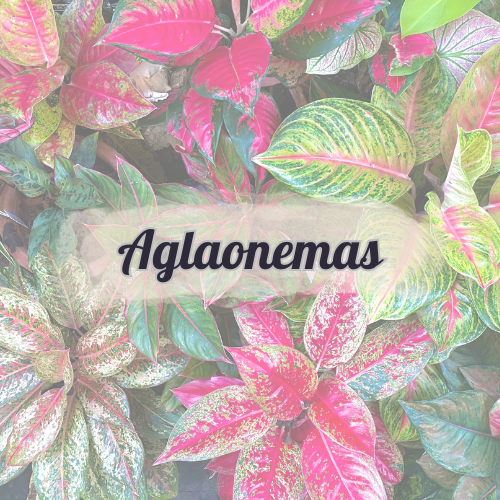 Aglaonema