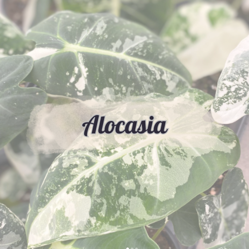 Alocasia