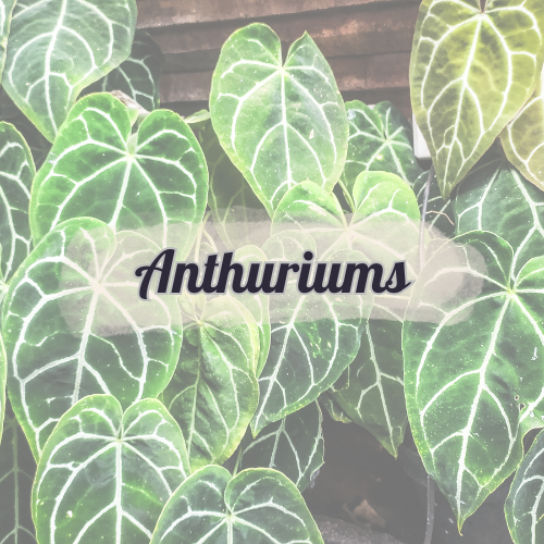 Anthuriums