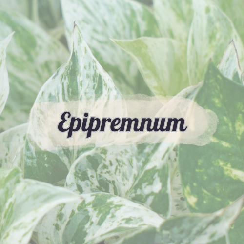 Epipremnum