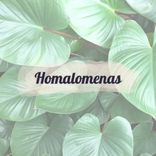 Homalomenas