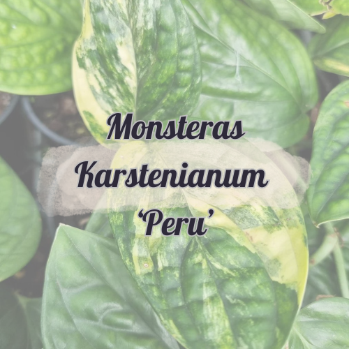 Monstera Karstenianum Peru