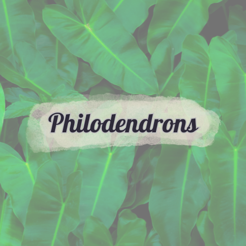 Philodendrons