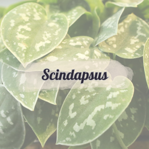 Scindapsus