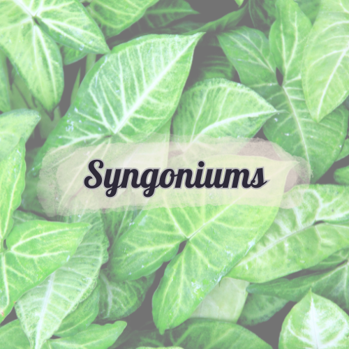 Syngonium