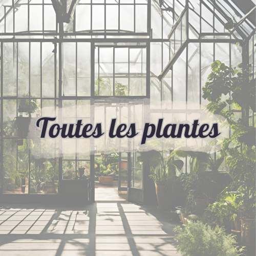 Toutes les plantes