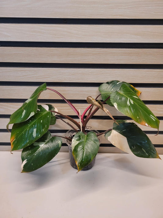 Philodendron 'Red Anderson' #01