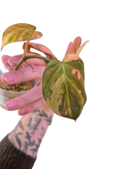 Philodendron 'Pink Micans' Var #MP04