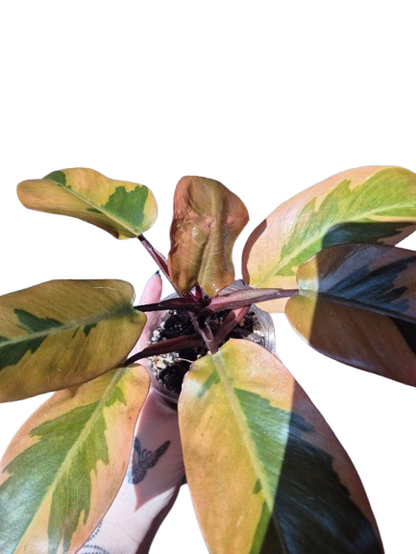 Philodendron 'Black Cardinal N.02' #02