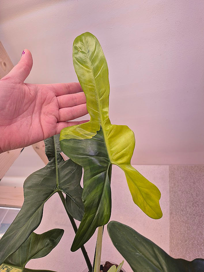 Philodendron Bipennifolium 'Violin Variegated' #PVV05