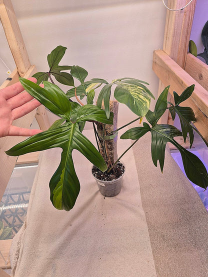 Philodendron Florida Beauty Var.