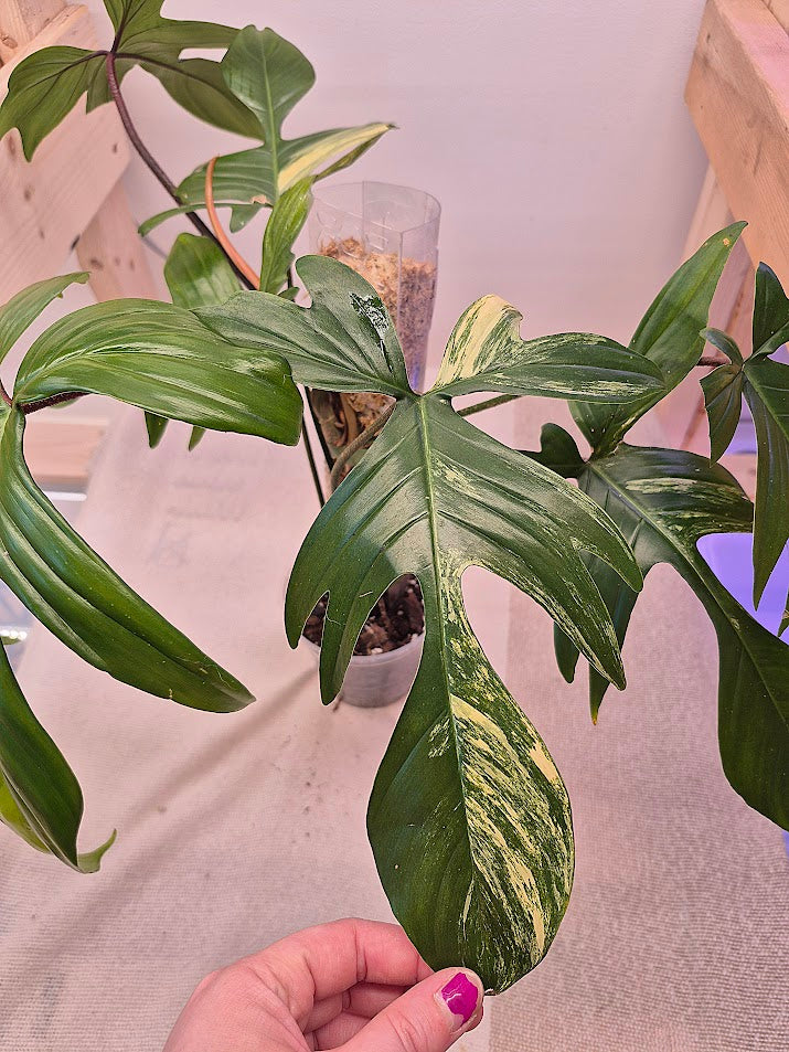 Philodendron Florida Beauty Var.