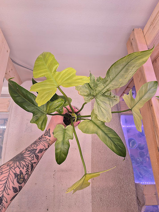 Philodendron 'Golden Dragon Mint' #01