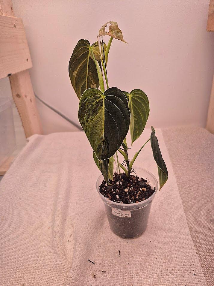 Philodendron 'Melanochrysum' Var. #PMEV03