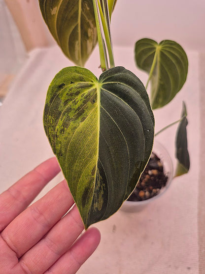 Philodendron 'Melanochrysum' Var. #PMEV03