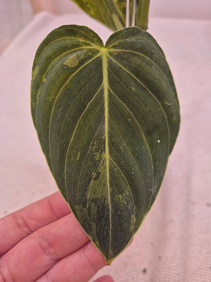 Philodendron 'Melanochrysum' Var. #PMEV04