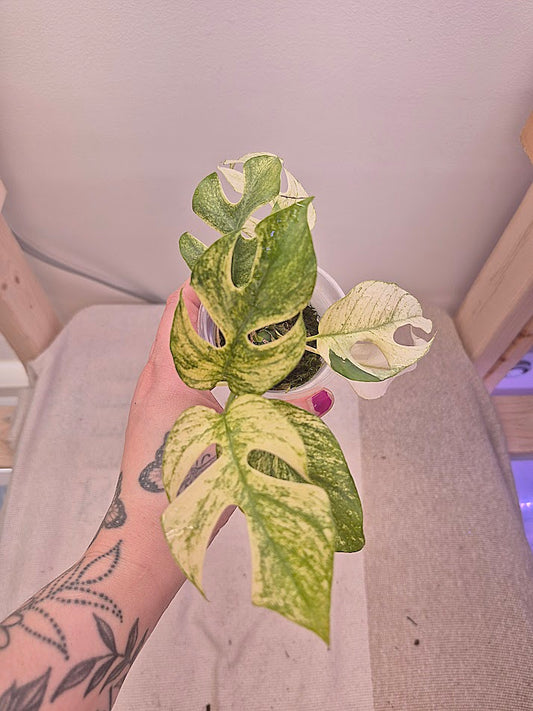Raphidophora Tetrasperma 'White Monster' RTWM01