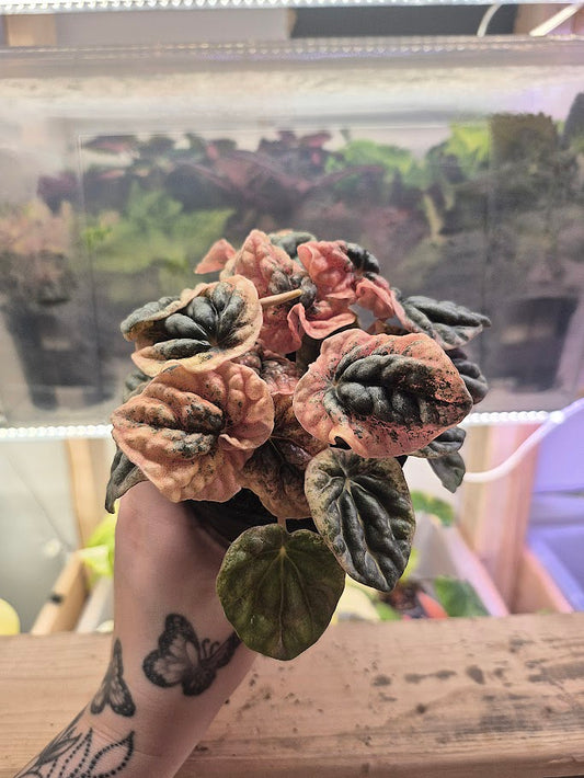 Peperomia 'Caperata Pink Lady'