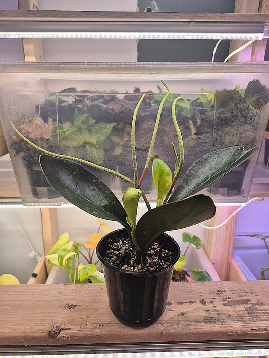 Peperomia 'Obtusifolia red margin'