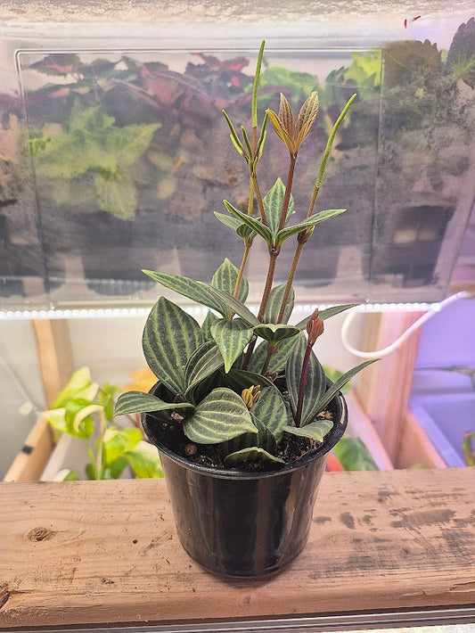 Peperomia 'Iron Cross'