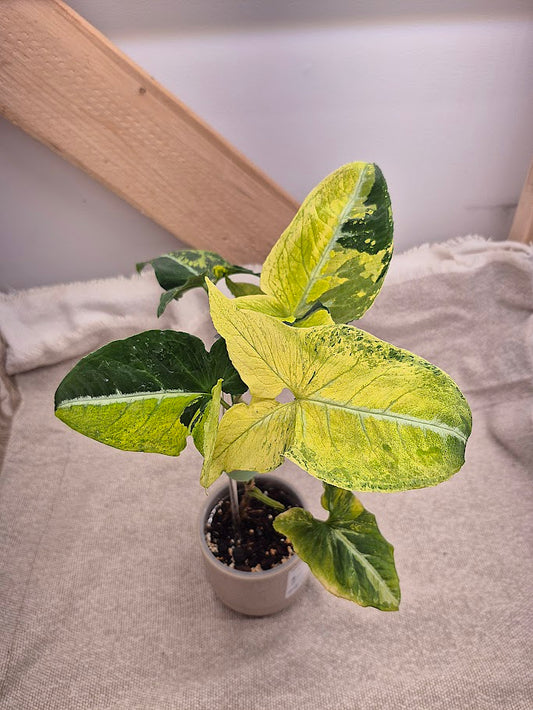 Syngonium ' Scrambled Eggs' #03