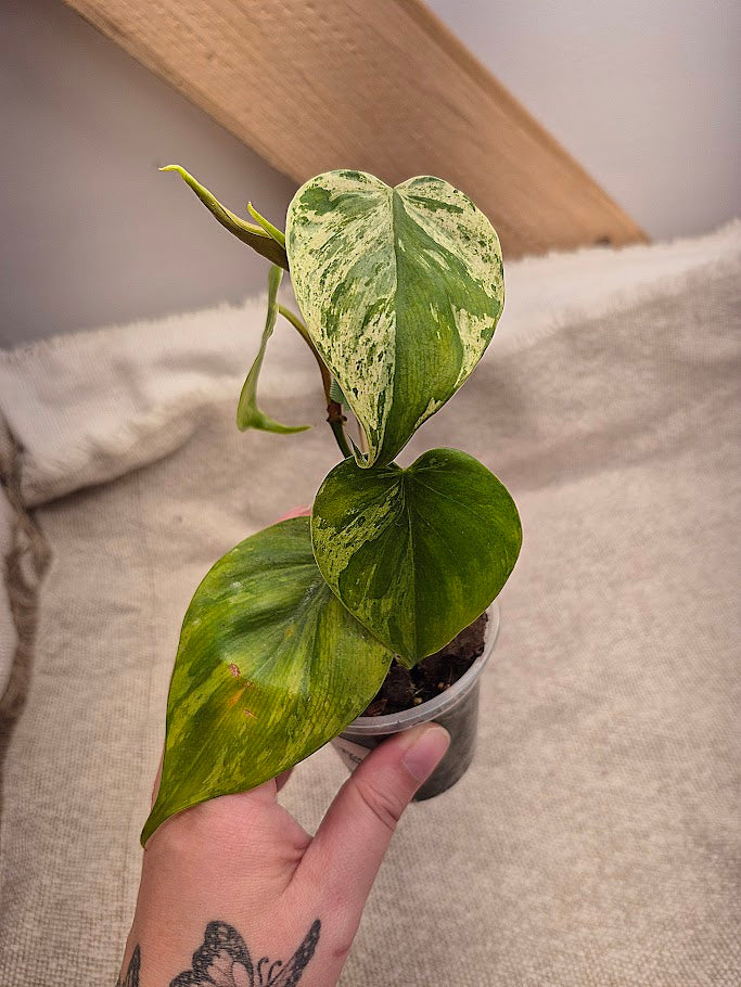 Philodendron Hederaceum Var. #HED1